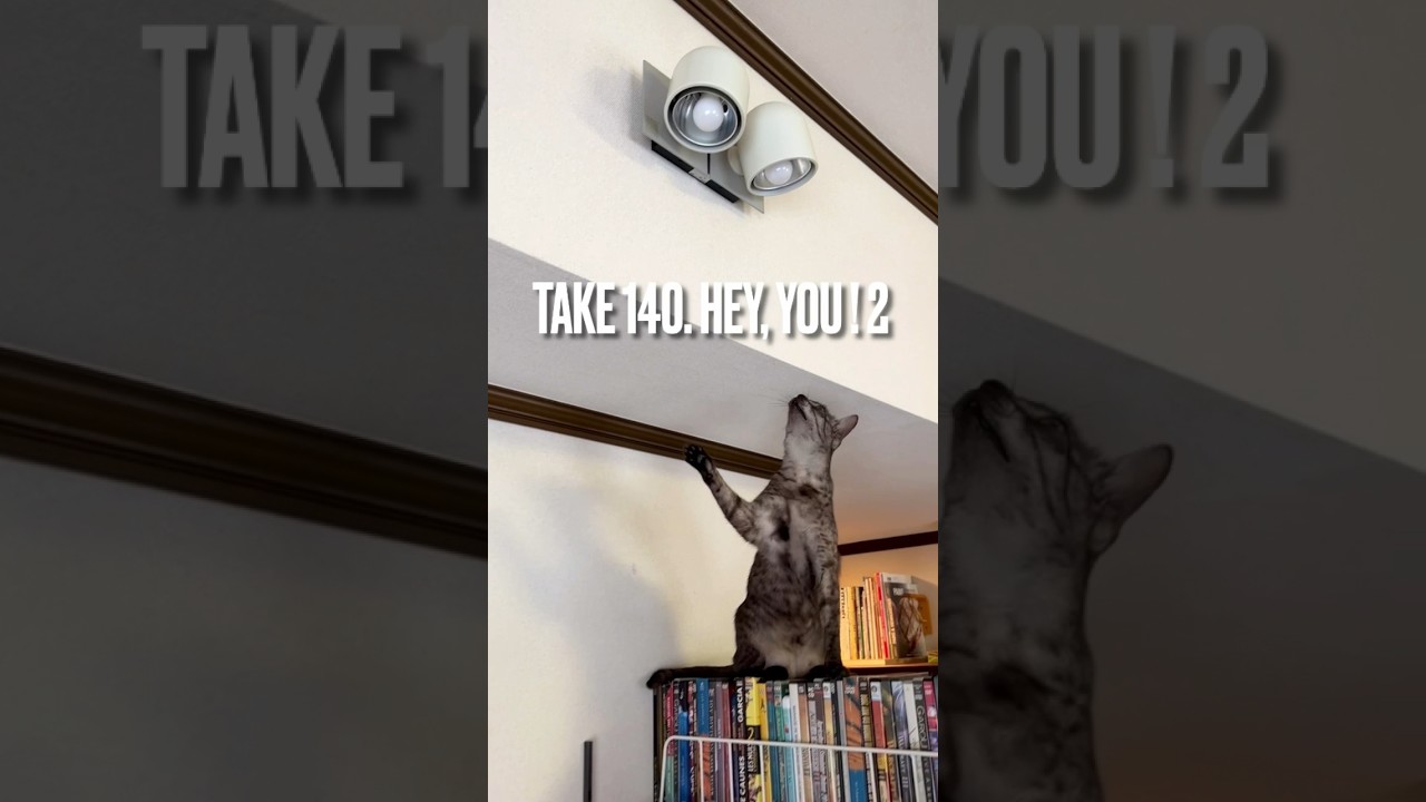 【#スポットライト に#ごあいさつ にゃ】#ちょっと遠い #見下ろし隊 #ねこのいる生活 #ねこ部 #ねこ動画 #エジプシャンマウ #funnycat #shorts