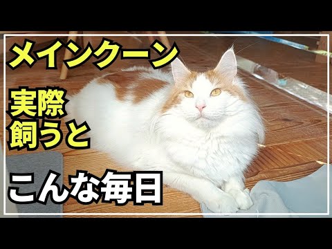 大型猫の日常ってこんな感じ！猫に癒やされる幸せな休日【メインクーン】