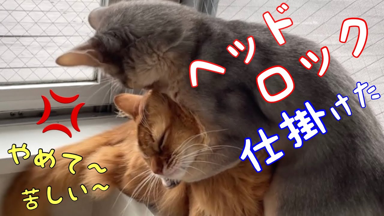 【超衝撃】ヘッドロック仕掛けて怒られた子猫の姿がコチラ❗️【ソマリ】
