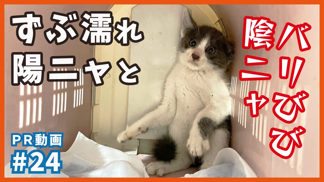 【子猫 保護】記録的な大雨、ずぶ濡れで鳴き叫ぶ子猫（陽ニャ）と超ビビりで喋っちゃう子猫（陰ニャ）を保護しました。【ジュラキン・PR24】/ rescued a kitten