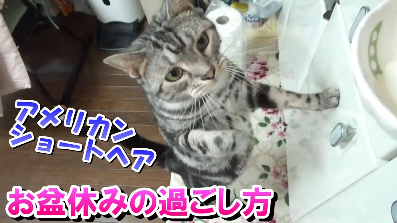 猫のお盆休みの過ごし方　（アメリカンショートヘア）