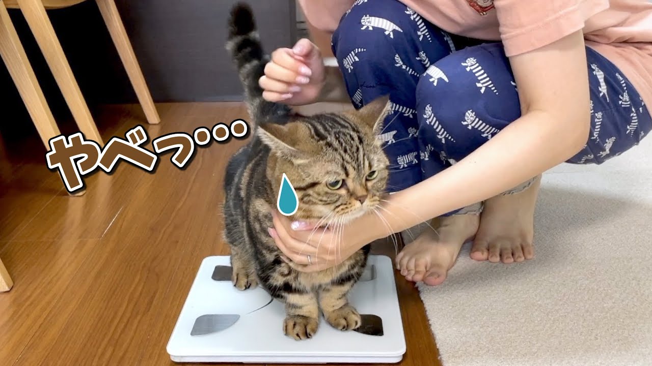 おデブ疑惑の弟猫の体重測定をしてみたらまさかの結果に…？