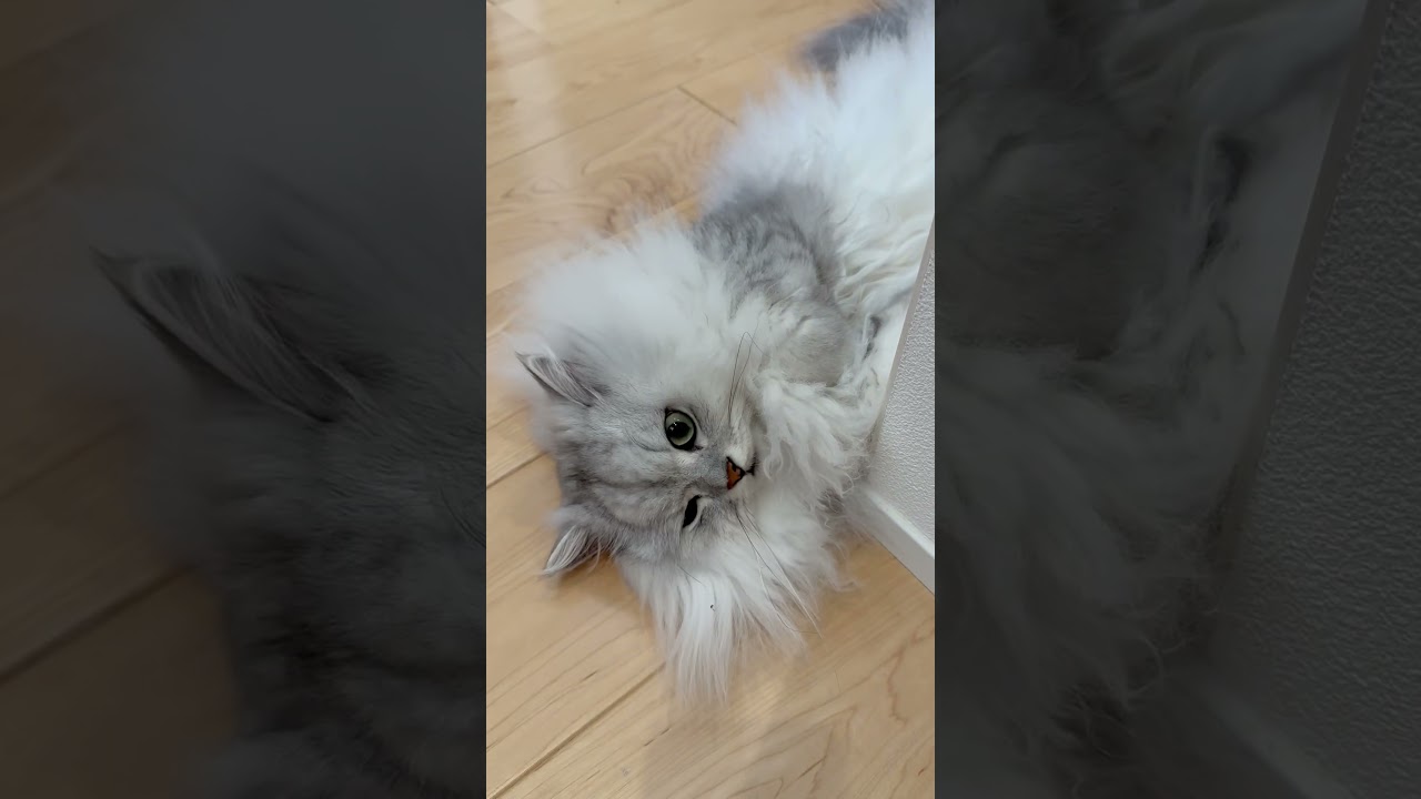 コロコロして可愛さアピールしてくる猫 【サイベリアン】 #Shorts