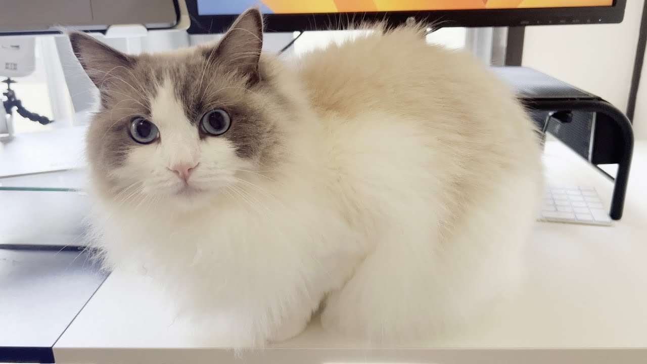 家の中に他人が入ってきてビビりまくるラグドール猫がかわいすぎた。