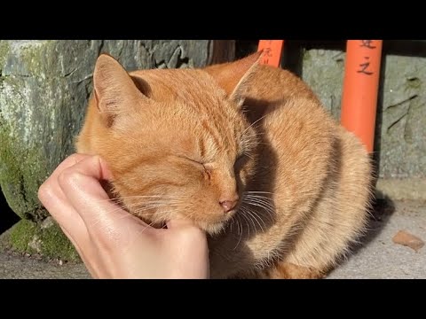 【伏見稲荷】うっとり気持ち良い顔の茶トラ猫チャコ　Enchanted face brown cat