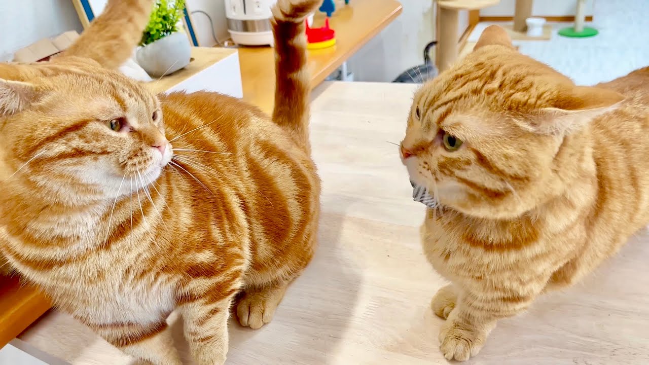 ちゃびくんの好意の頭突きを攻撃と勘違いしちゃった茶々パパ #猫 #マンチカン