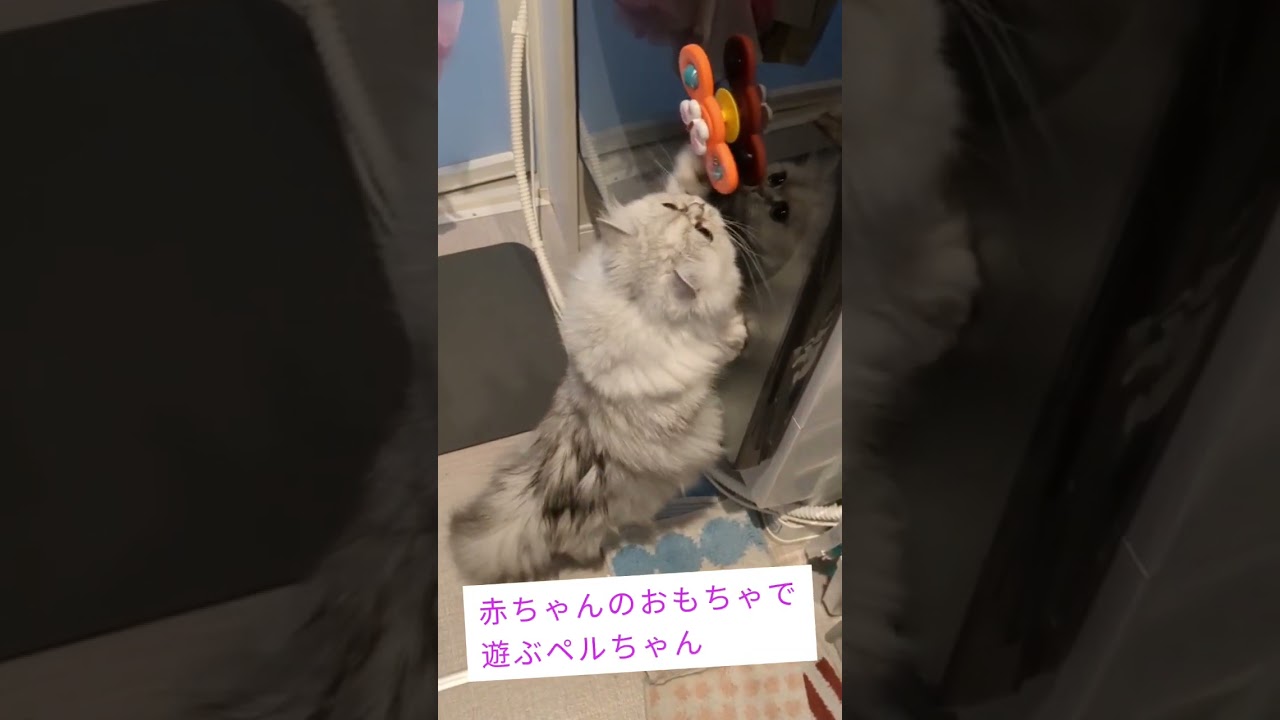 ハンドスピナーで遊ぶ #shorts #ネコ #ペルシャ猫 #猫 #猫のいる暮らし #猫動画