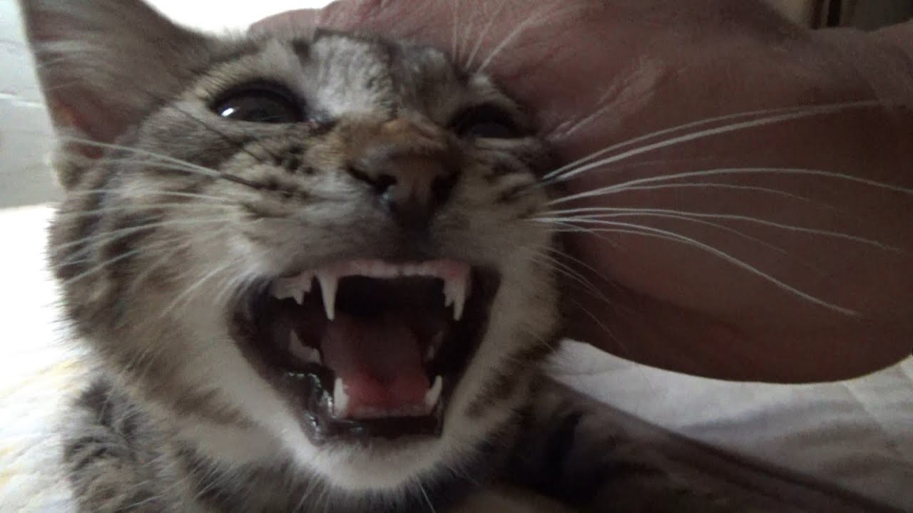 保護した子猫がちょっとずつ成長してます