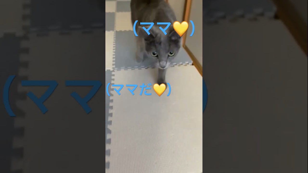 ママを激しく求める猫（ロシアンブルー）#shorts