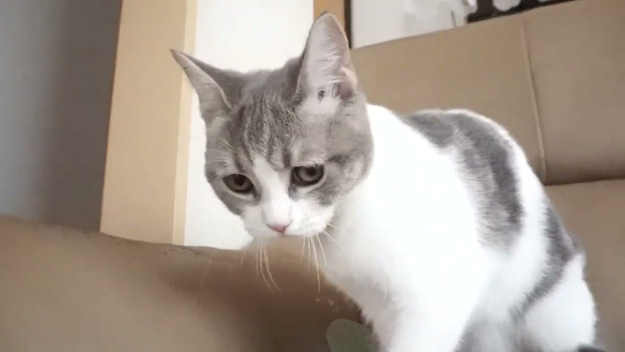 ブリティッシュショートヘアー子猫　British Shorthair　2023.2.12産まれ　ブルータビー&ホワイト　女の子　シーダキャット猫のお店