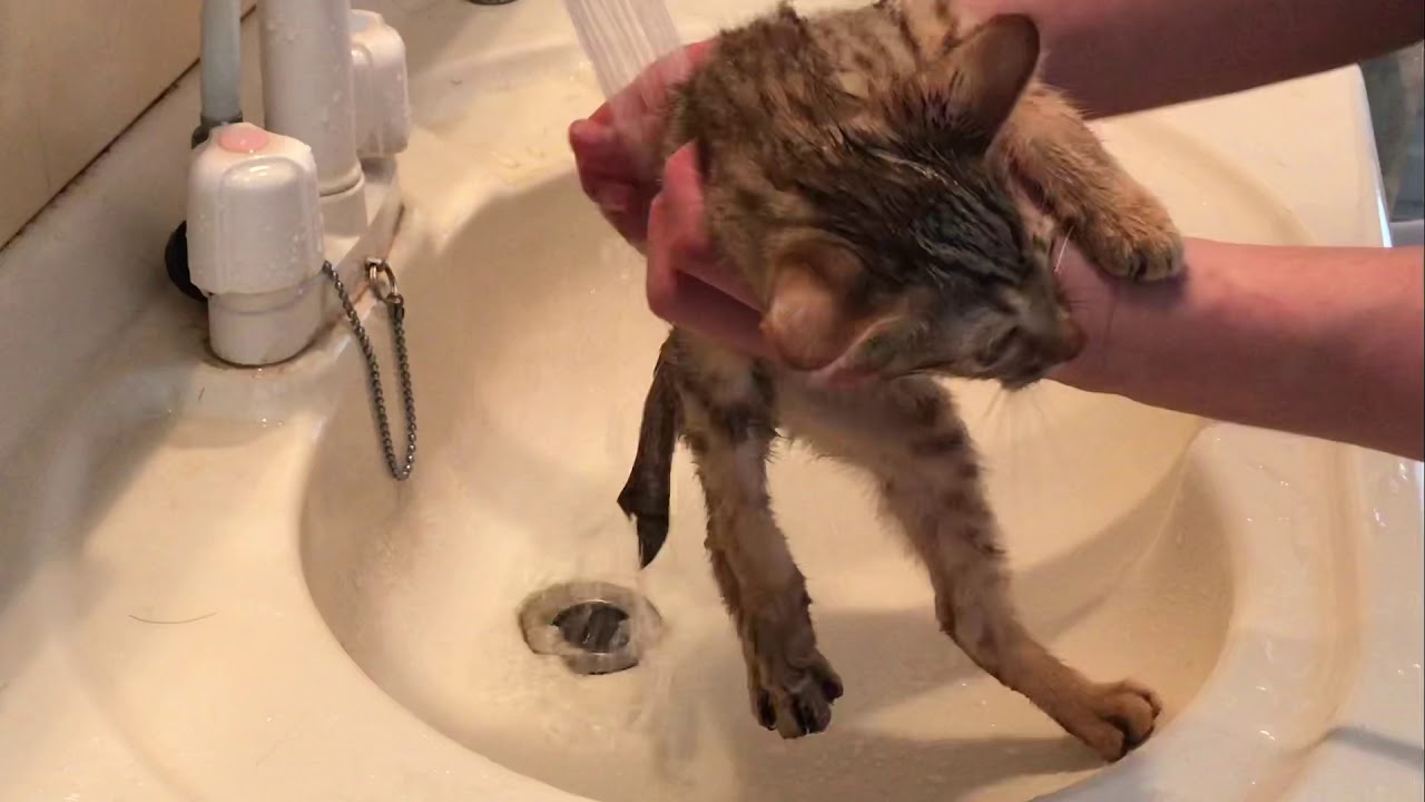 【ナナハチ’s ROOM】オシキャット☆ケイくんのお風呂 20181226