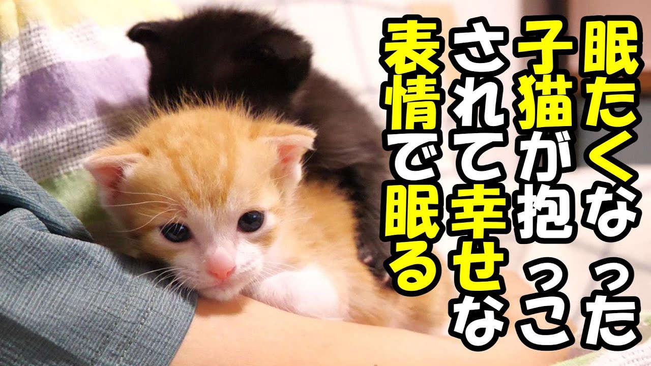 抱っこされて幸せそうな表情で眠りにつく子猫たち【赤ちゃん猫　保護猫】