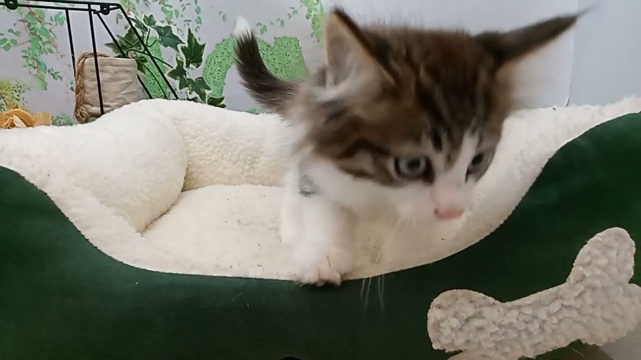 645630 ノルウェージャン・フォレストキャット