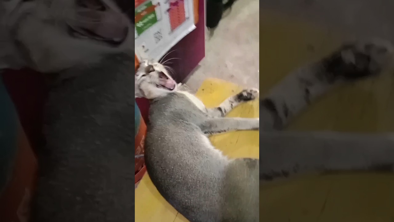 আগে ঘুম #shortvrialvideo #Offline-tuch