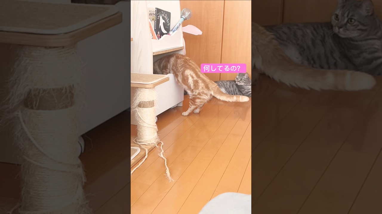 おもちゃを探してる猫の後ろ姿がかわいすぎました！ #猫 #マンチカン #shorts