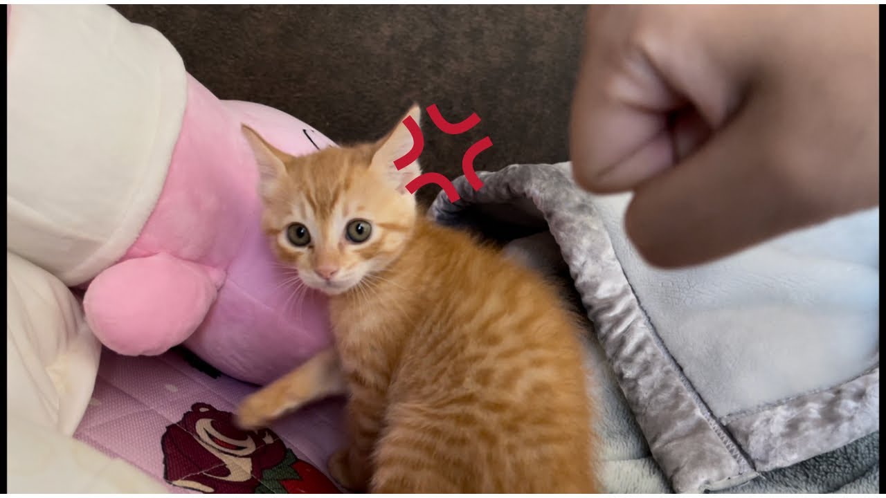 【子猫】普段温厚な茶トラの子猫に拳を向けたら…