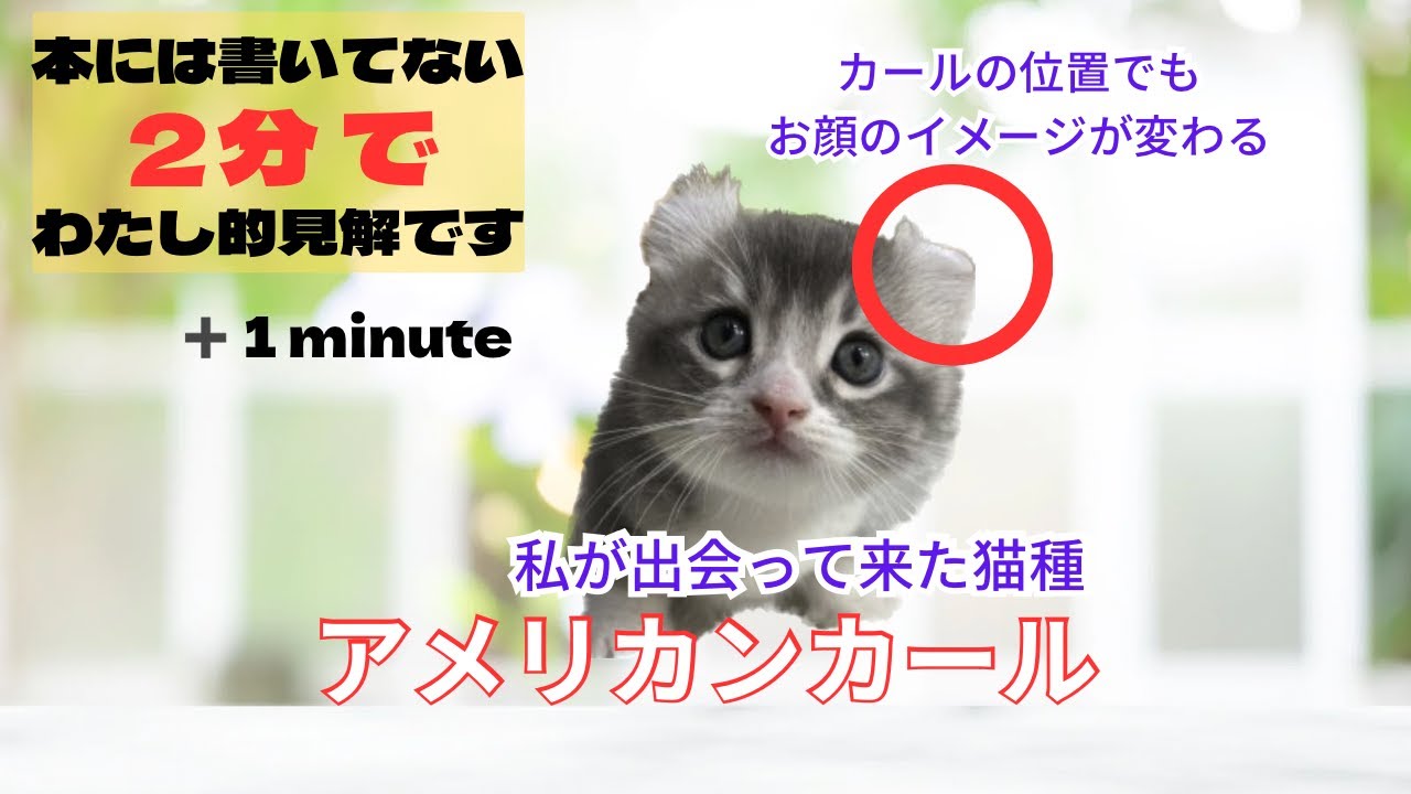 【アメリカンカール私的見解】アイウエオ順に出会って来た猫種のお話をお届けさせて頂きます