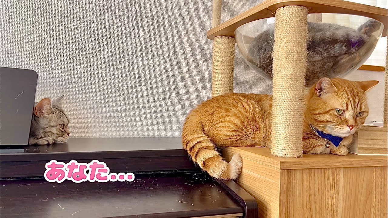 とてもごきげんなポッポママが茶々パパのそばでくつろいでました #猫 #マンチカン