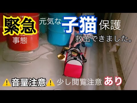 ①置き去りにされた子猫 ネズミ捕りにくっついて鳴き叫んでいました。子猫のトリモチ取ります。