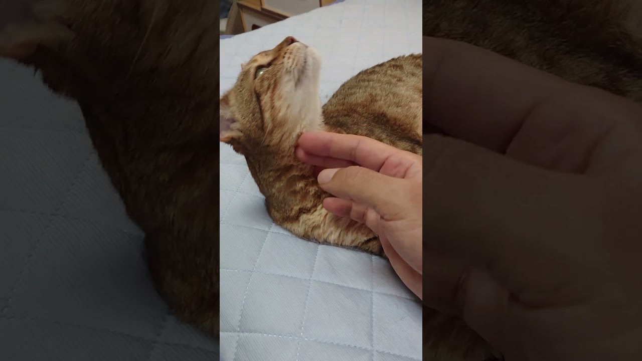 【猫】コピちゃん(長女)ちゃまちゃまタイム☆ 2023/08/07【ベンガル】#shorts