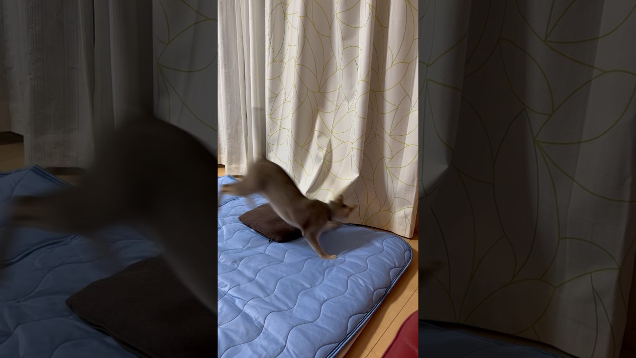 楽しそうに遊ぶシンガプーラの兄弟