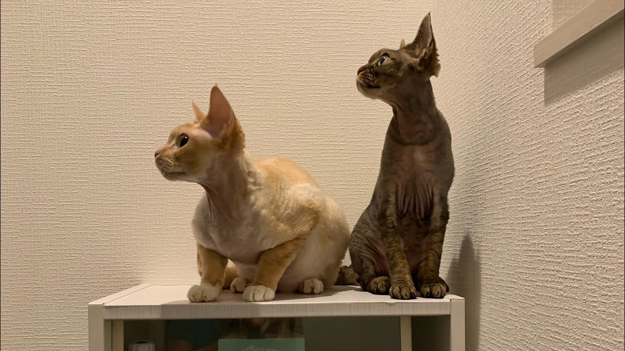 屋上で作業をしていたらデボンレックス兄弟が2人揃ってやって来ました(Devon Rex brothers came to the entrance to the rooftop)