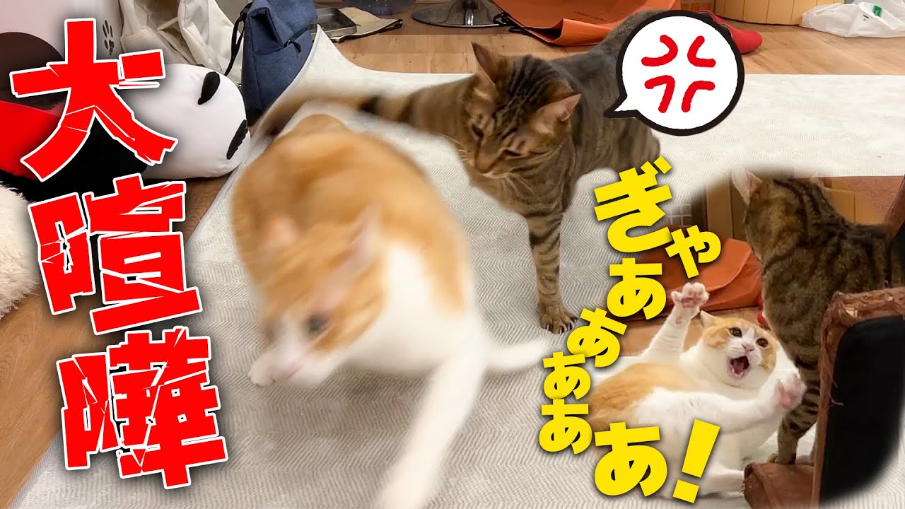 8年間一緒に育った猫たちの喧嘩が容赦なさ過ぎてやばい。。。