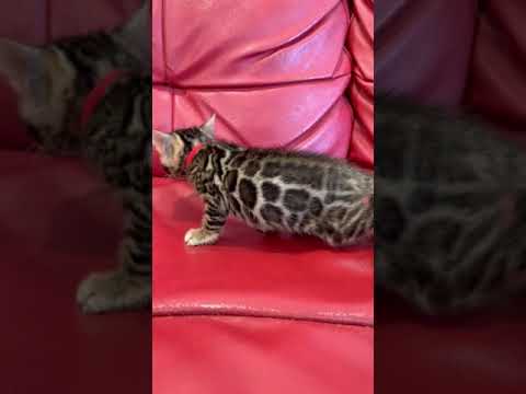 ベンガル 左右の柄バランス配置素晴らしいです。　毛色ブラウン