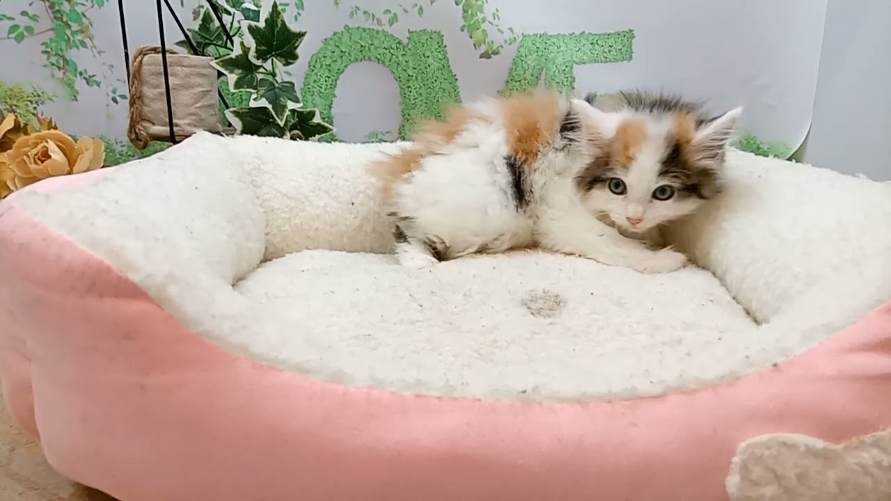 645638 ノルウェージャン・フォレストキャット