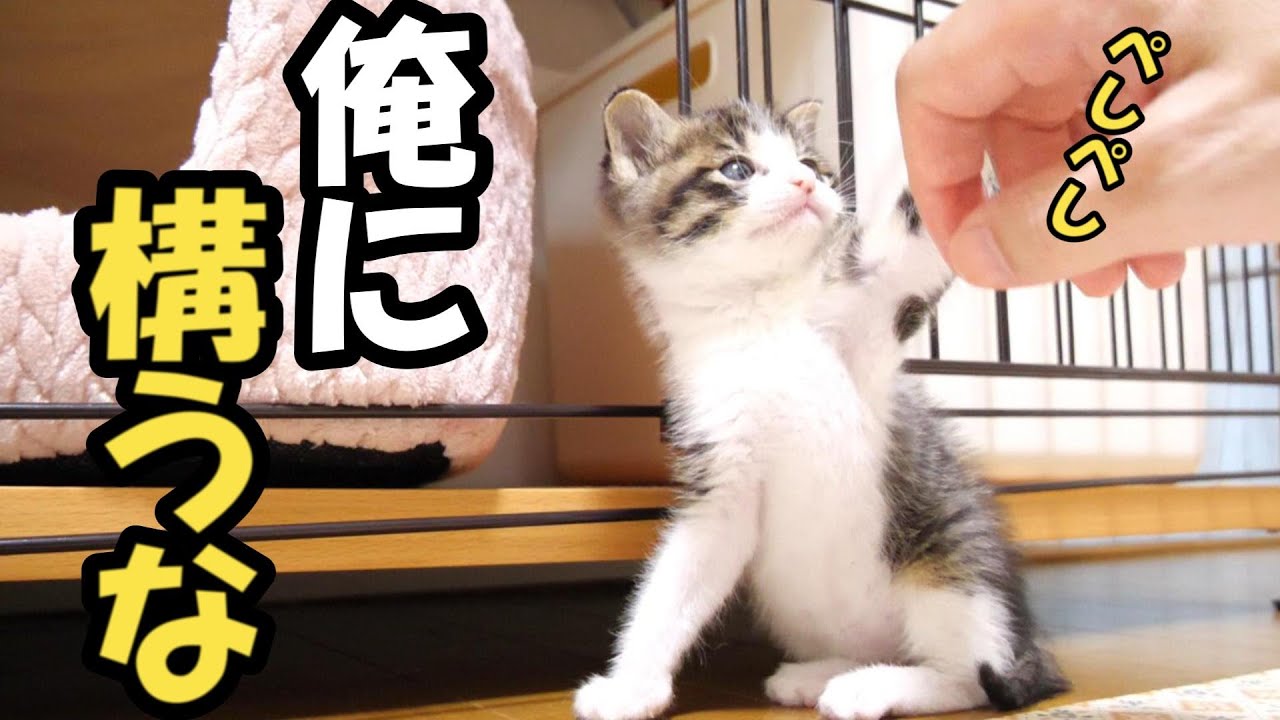 子猫の反抗期？大好きなはずのおじさんをスルーしまくるのぼる君【赤ちゃん猫　保護猫】