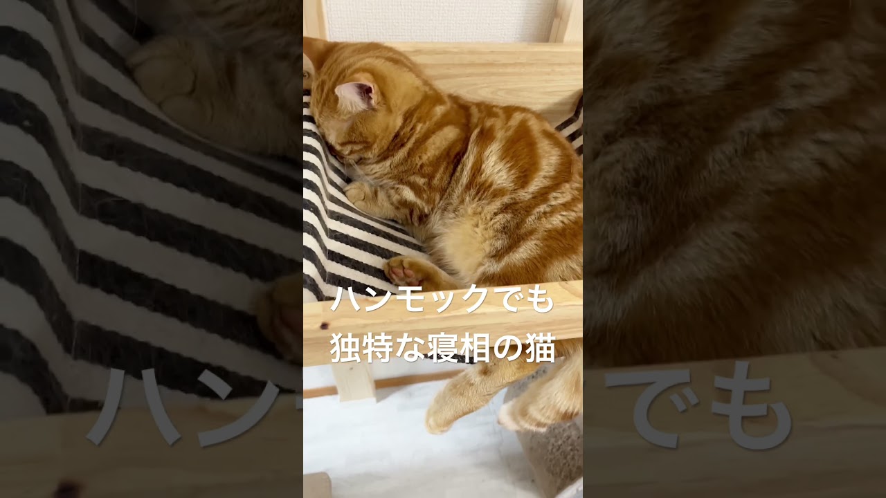 ハンモックでも独特な寝相の猫 #マンチカン #shorts