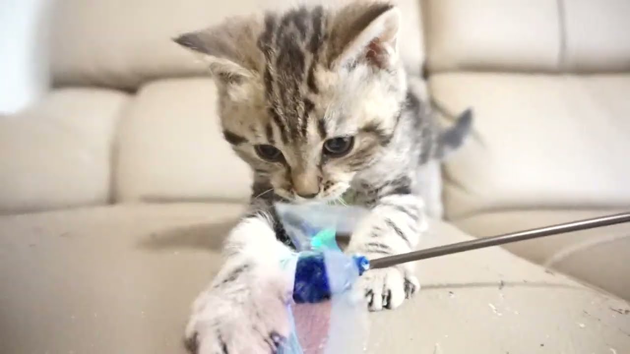 セルカークレックス子猫　2023.6.14産まれ 　ブラウンタビー　　男の子　シーダキャット猫のお店