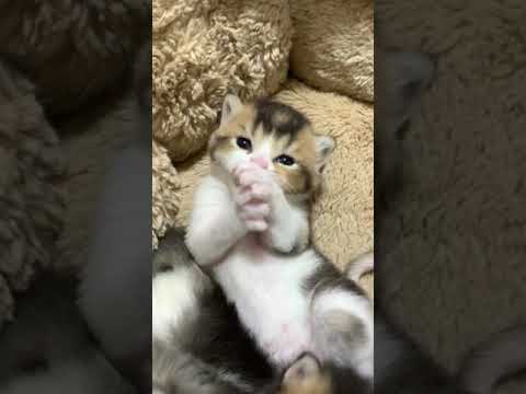 スコティッシュフォールド レアな毛色♡可愛い動画を是非　毛色ゴールデン&ホワイト(ショートヘア)