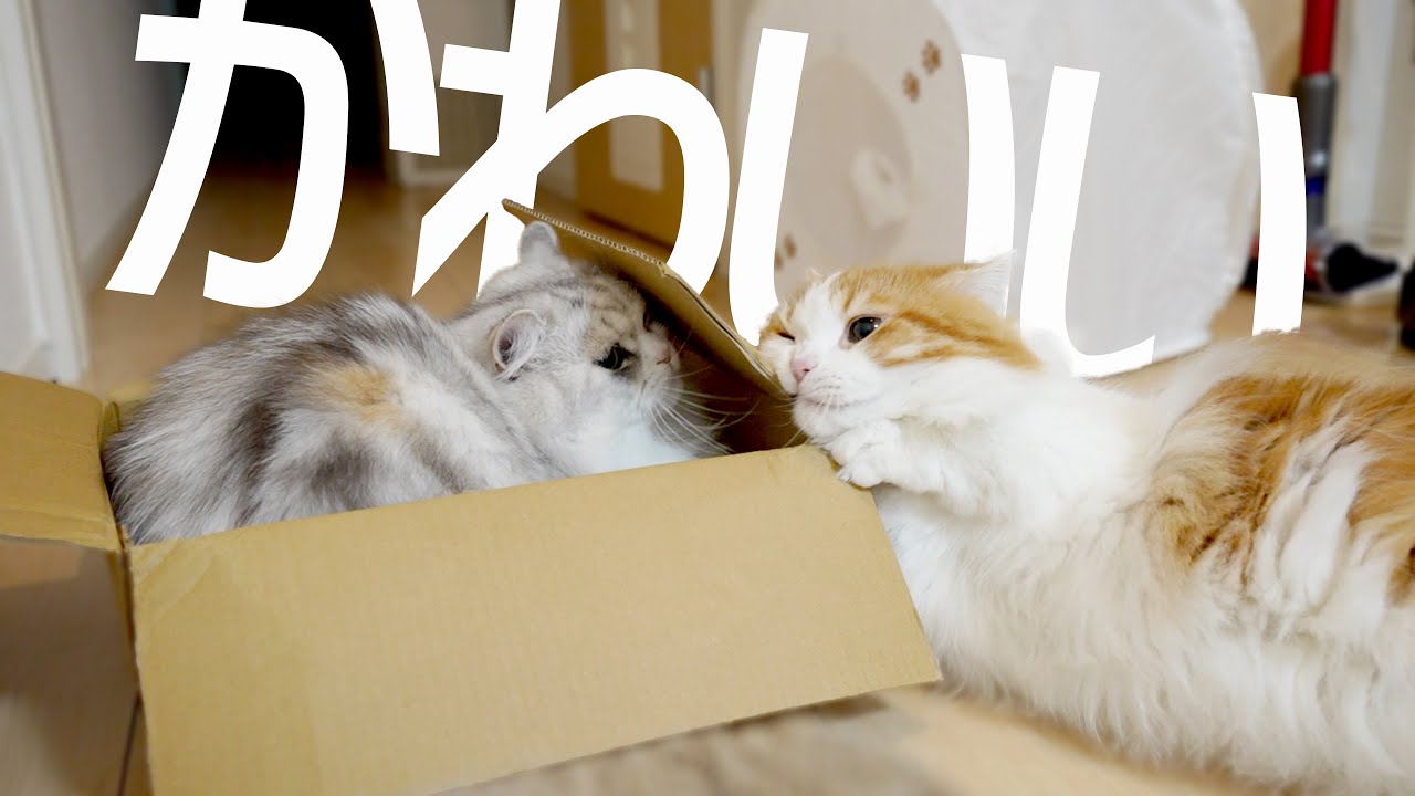 【マンチカンとミヌエット】圧倒的テンションの差！？床でかわいいが溢れてましたｗ