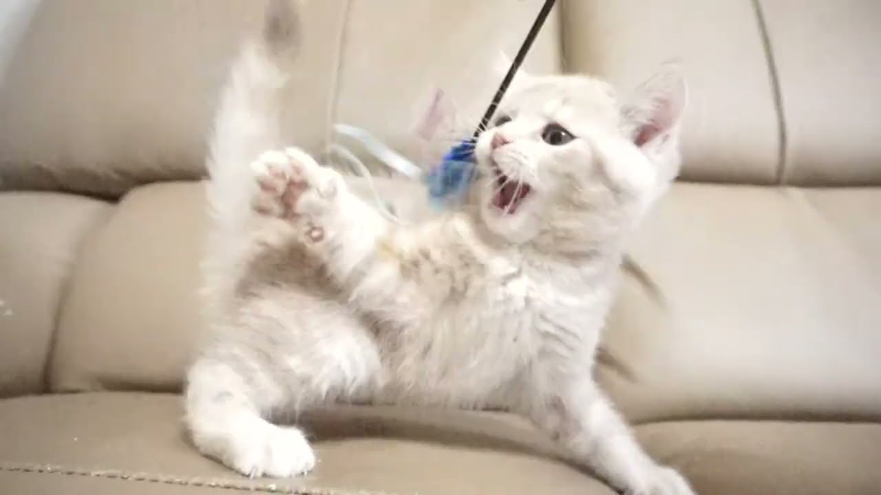 セルカークレックス子猫　2023.6.14産まれ 　クリーム　　女の子　シーダキャット猫のお店