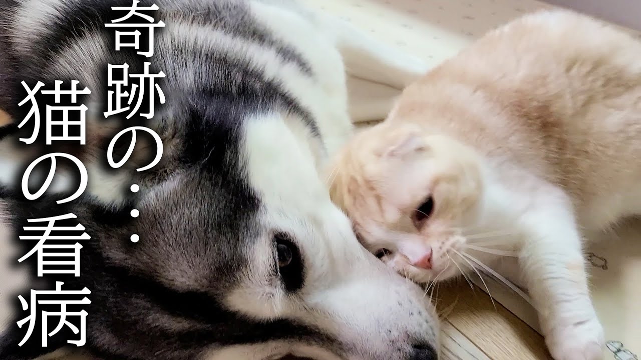 犬が病院から戻り心配性の猫が看病を始めたら...