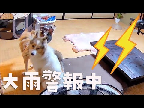 【大雨警報発令】初めての雷雨で子猫と先住犬がこうなりました。