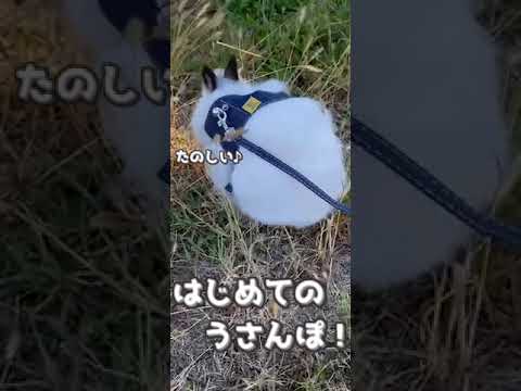 はじめてのうさんぽで風に吹かれるヒマラヤン色うさぎがかわいすぎる🐰 #shorts #ぺそ #うさぎ