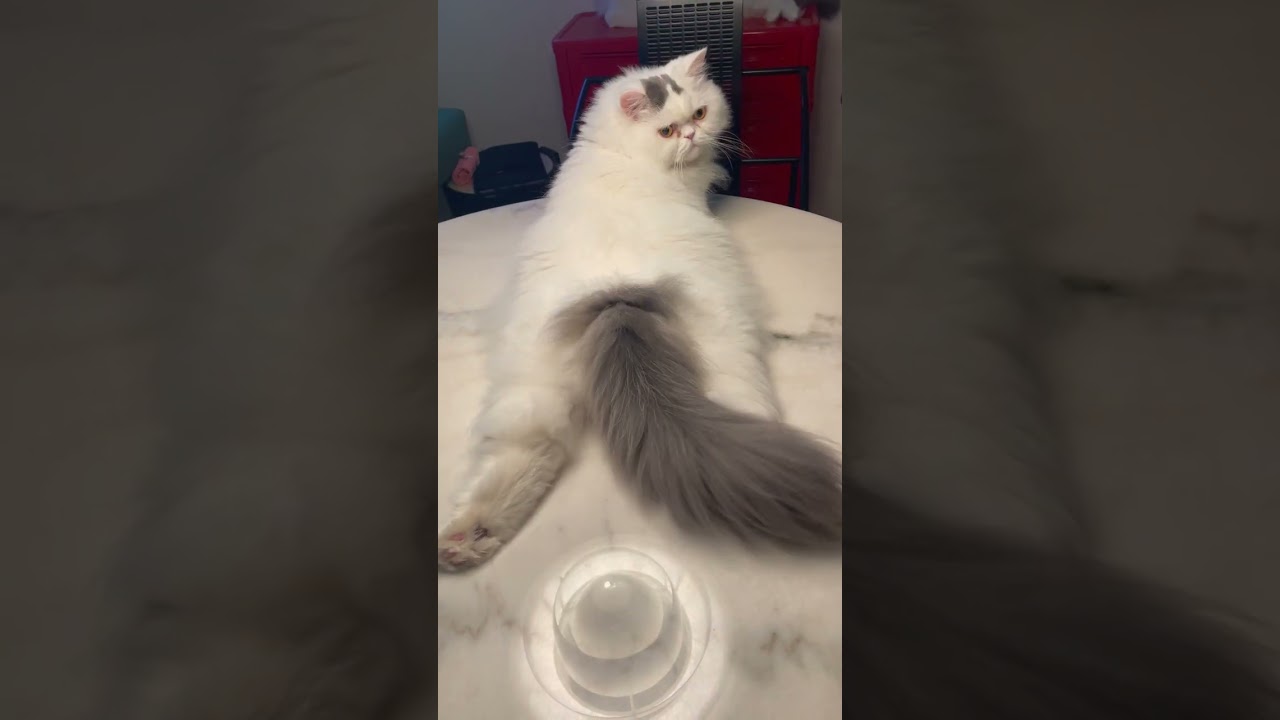 #shorts  姿勢の個性が強すぎるもふもふ猫
