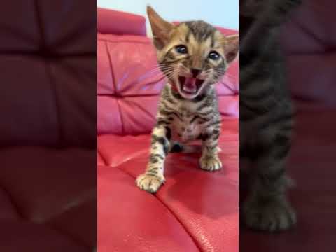 ベンガル 超かわいいタレ目ちゃん。　毛色ブラウン