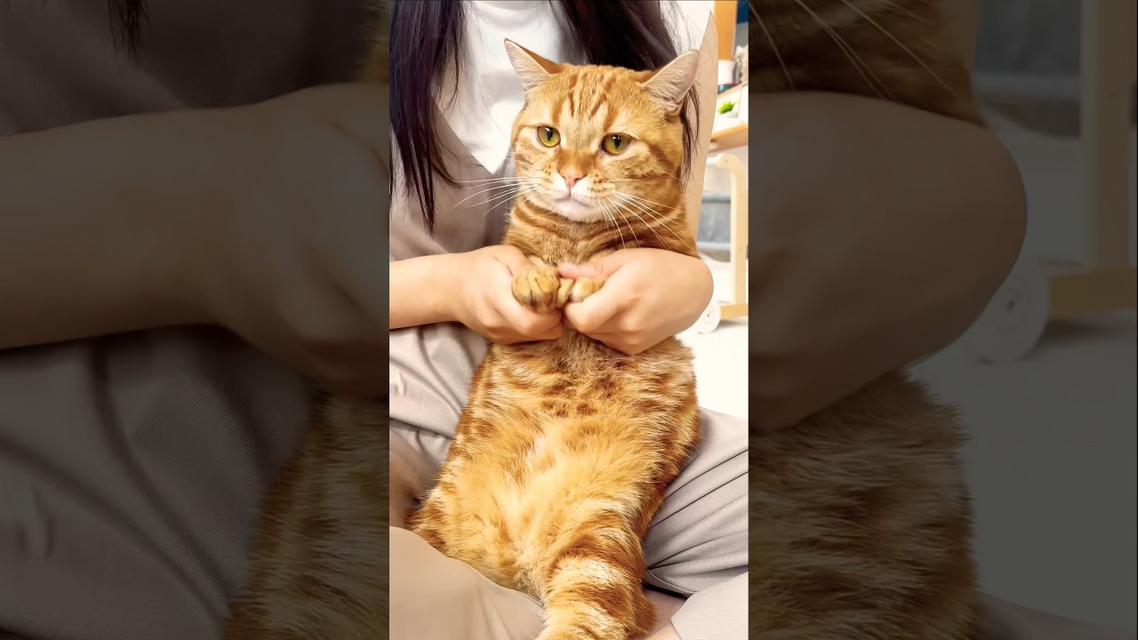 ちゃび、可愛くてごめん #猫 #マンチカン #shorts