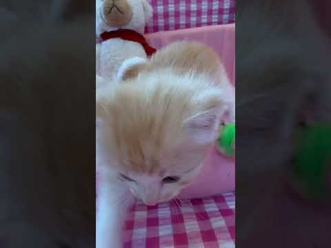 ノルウェージャンフォレストキャット 優しい目元が可愛い坊やです♡　毛色カメオタビーアンドホワイト