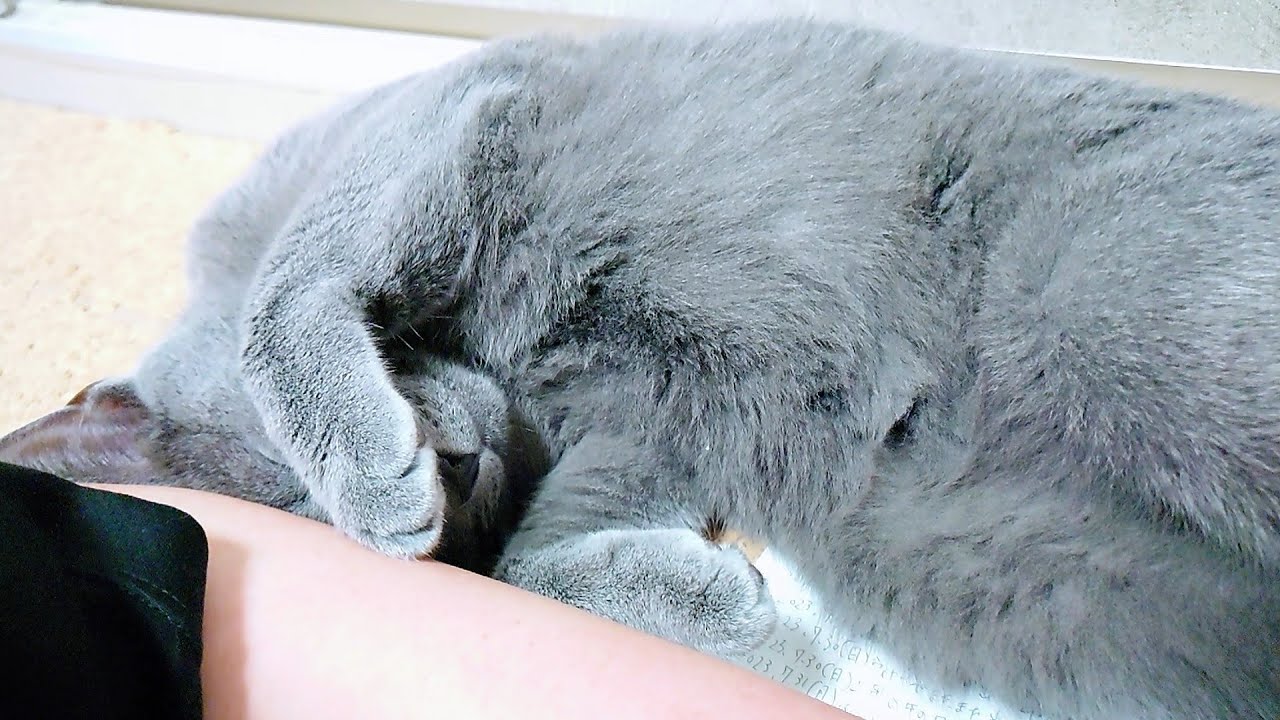 【猫動画】傍に来たけど眩しくてごめん寝するロシアンブルー【russianbule】Sorry for the dazzling Russian blue sleeping