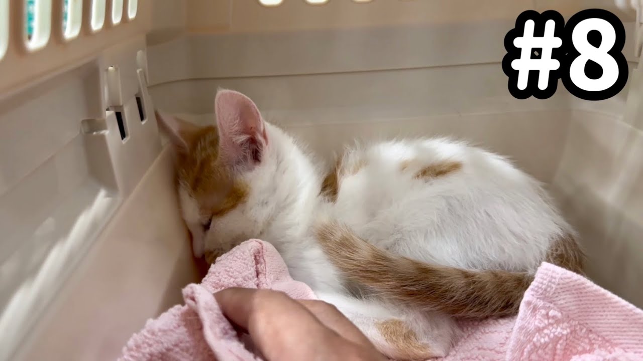 初めて1人でお外に出た子猫がこうなりました。【保護猫】