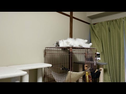 へそ天でゴロゴロ転がる猫【ラグドールメインクーン】ある日の猫c247