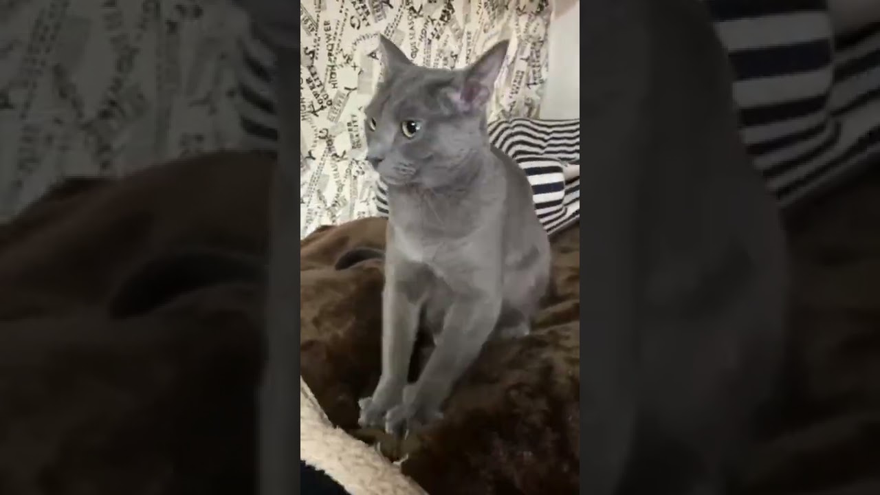 「ふみふみ」する猫 Part 2 🐱 A cat that kneading. Part 2. #shorts