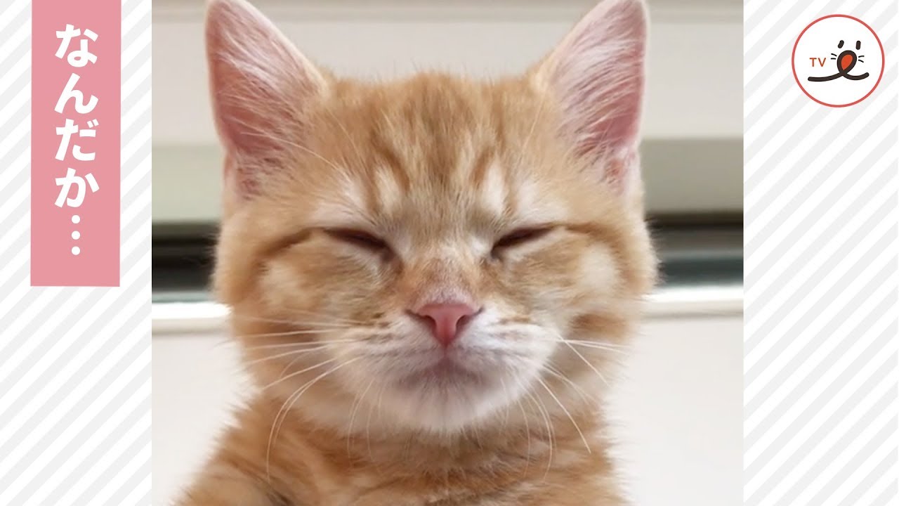 猫さん、パトロール中に異変が起こる…💂‍♂️💤【PECO TV】