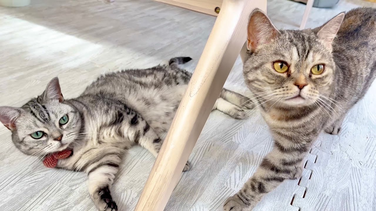 聞き逃し厳禁！あいちゃんの超かわいい美声に酔いしれます #猫 #アメリカンショートヘア