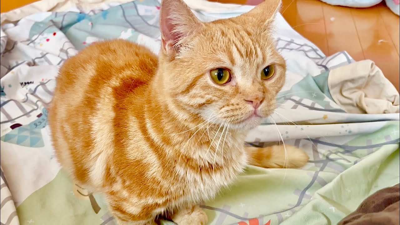 離れても離れてもついてまわってきて甘えるちゃーぼーがかわいすぎる！ #猫 #マンチカン