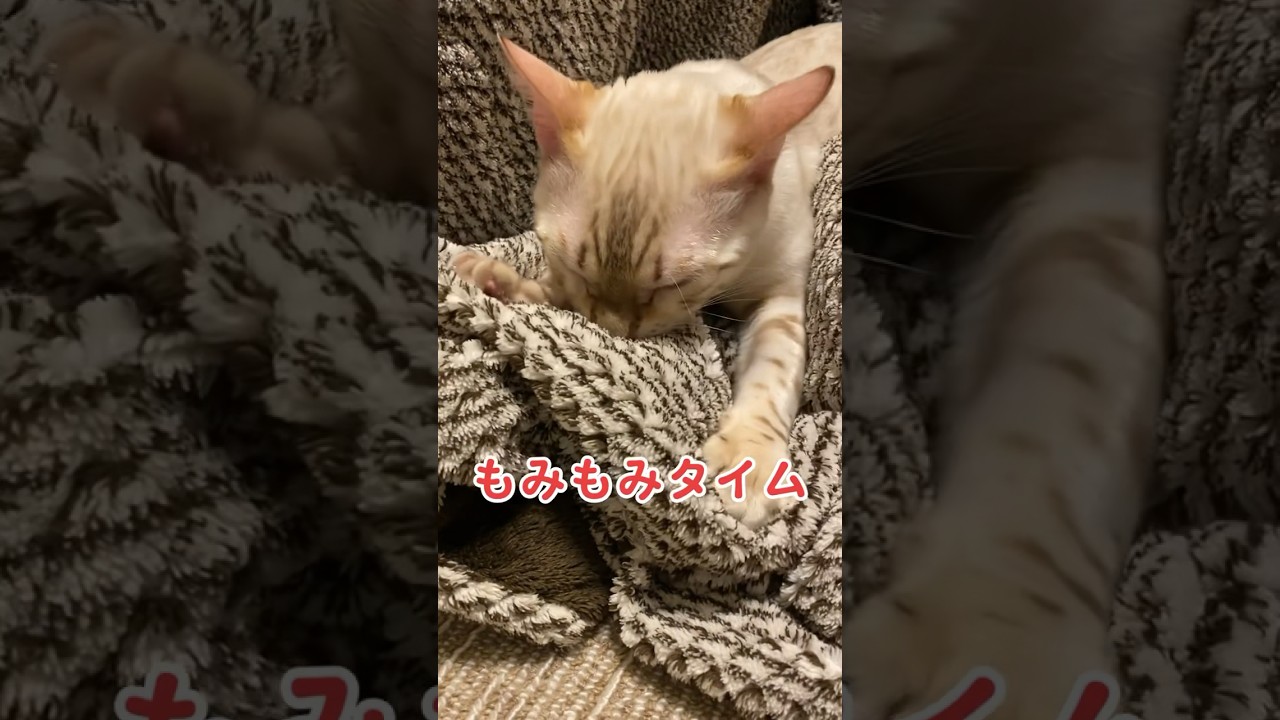 【子猫動画】モミモミ　ホワイトベンガル　生後5ヶ月！　アイドル 　ベンガル猫　ネコ　ねこ　#cat #bengalcat #ベンガル #bengal #ベンガル猫 #猫 #子猫 #ベンガル子猫